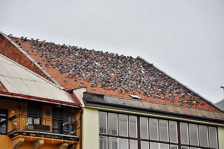 A2B Pest Control are able to install spikes to deter birds from roofs in Hoxton. 