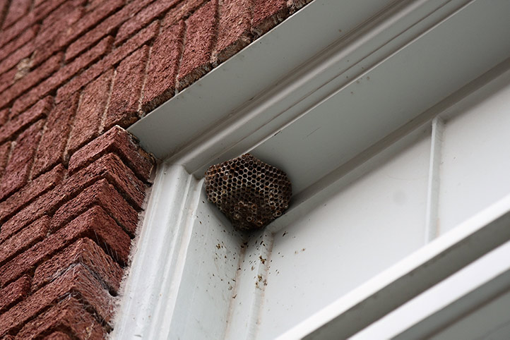 We provide a wasp nest removal service for domestic and commercial properties in Hoxton.